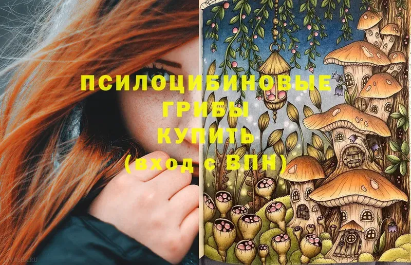 где можно купить   Лобня  Псилоцибиновые грибы Psilocybine cubensis 